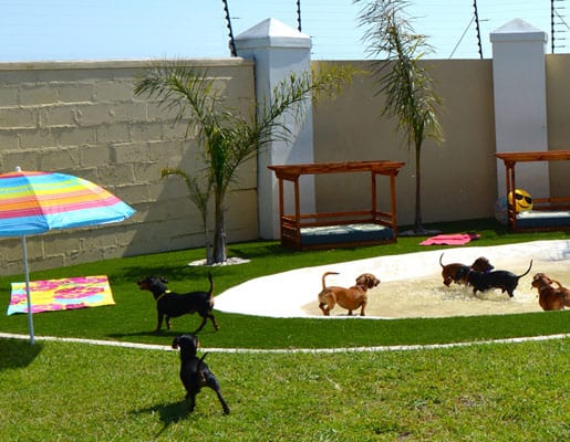 Playtime routine dog hotel for small dogs